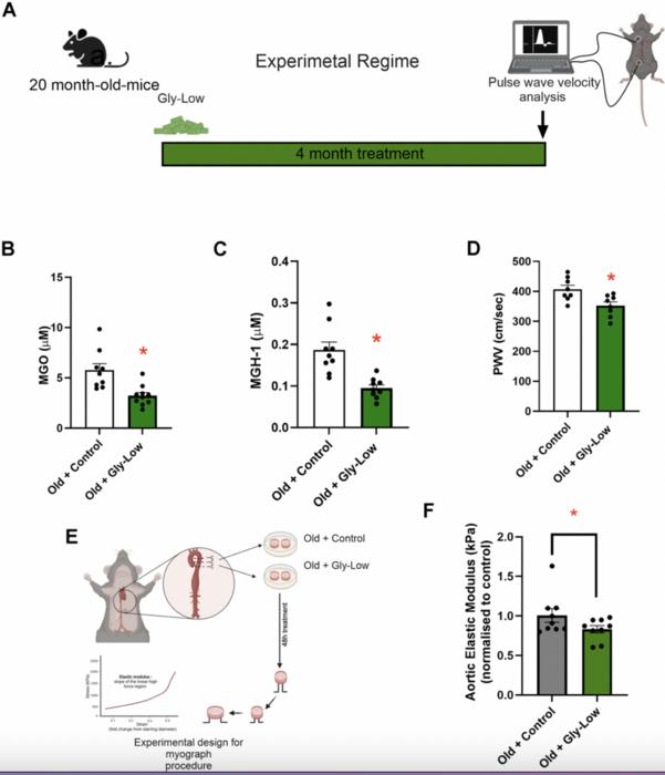 Methylglyoxal-induced glycation stress promotes aortic stiffening: putative mechanistic roles of oxidative stress and cellular senescence