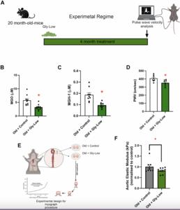Methylglyoxal-induced glycation stress promotes aortic stiffening: putative mechanistic roles of oxidative stress and cellular senescence