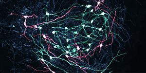 SNr neurons (image)