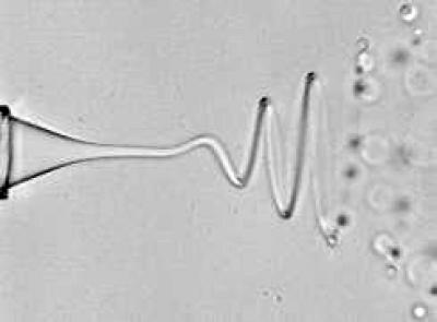 Steady-state Whipping