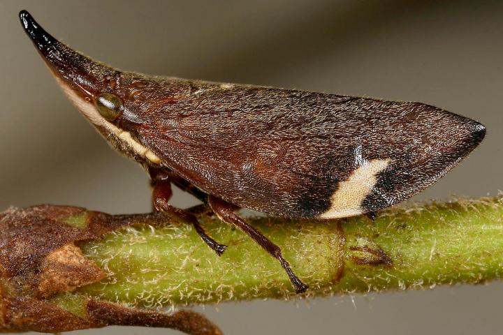 Chinese Spittlebug