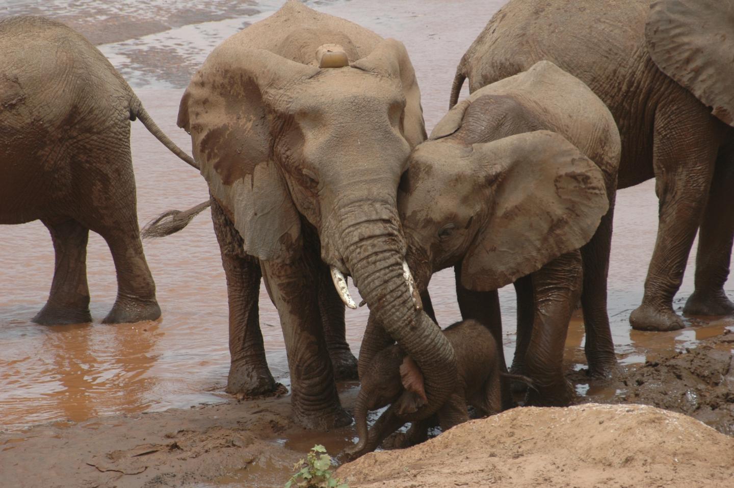 Elephant Matriarch and Daughter