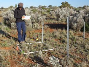 Professor Rachel Standish at the experimental site at Credo, north of Coolgardie, Western Australia