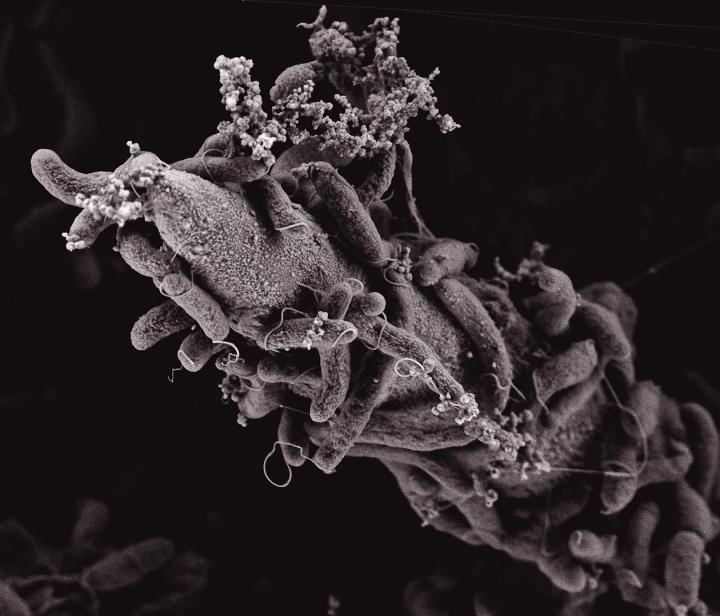 <i>Vibrio Cholerae</i> Bacteria on a Chitin Surface