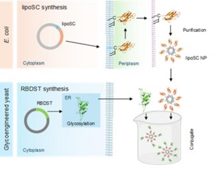 MODULAR CONSTRUCTION OF THE BACTERIAL LIPIDATION-BASED SARS-COV-2 MUCOSAL NANOVACCINE.