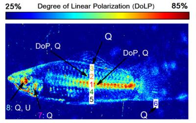 Polarization in a Male Northern Swordtail