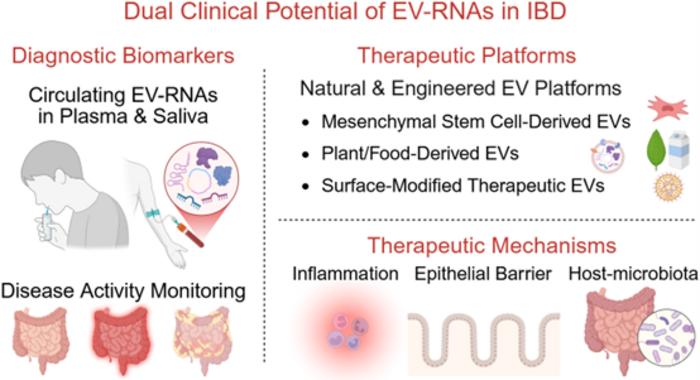 This diagram outlines the dual potential of EV-RNAs in IBD: as non-invasive biomarkers for early diagnosis and monitoring, and as carriers of regulatory RNAs to target inflammation, repair the epithelial barrier, and restore gut homeostasis.