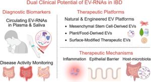 This diagram outlines the dual potential of EV-RNAs in IBD: as non-invasive biomarkers for early diagnosis and monitoring, and as carriers of regulatory RNAs to target inflammation, repair the epithelial barrier, and restore gut homeostasis.