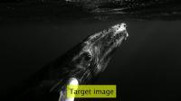Convergence of Camera-in-the-loop optimization in Michelson Holography