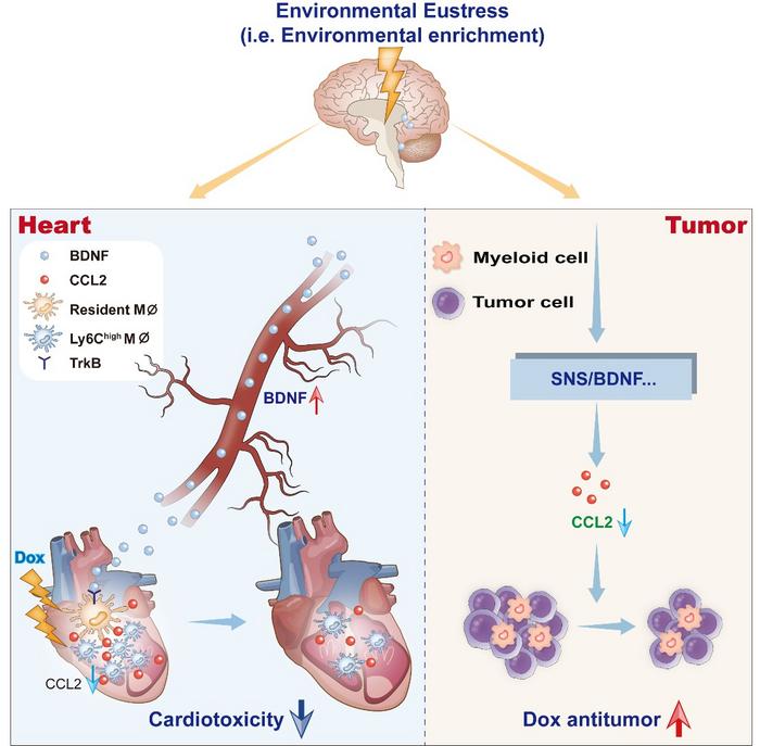 Environmental eustress inhibits CCL2 to overcome doxorubicin-induced cardiotoxicity and alleviate tumor growth
