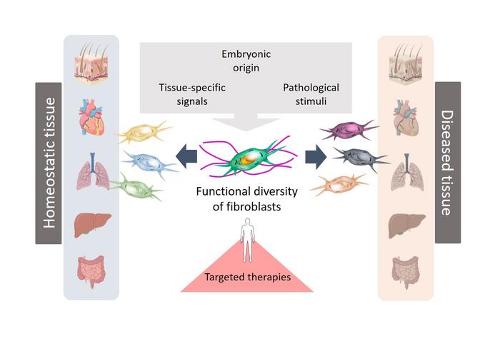 Human fibroblasts comprise diverse populations