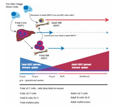 Waves of Immune-Cell Growth May Benefit the Human Fetus (3 of 3 ...