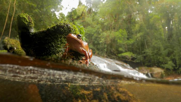 Tropical treefrog Boana faber