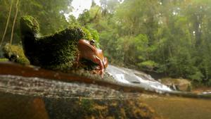Tropical treefrog Boana faber