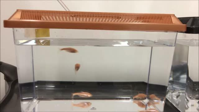 Tiny Cavefish May Help Humans Evolve to Require Very Little Sleep 2