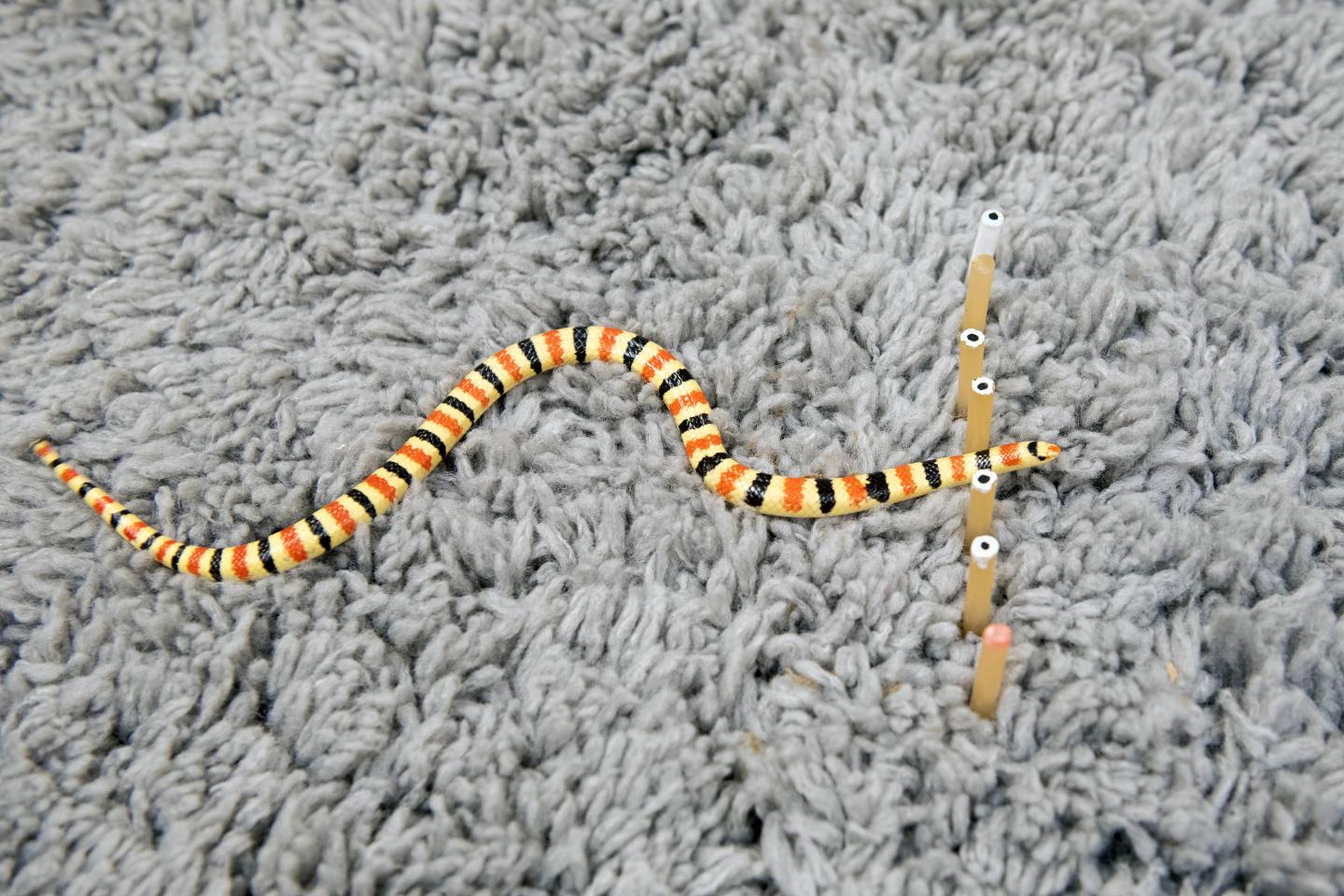 Shovel-Nosed Snake Moves through Barrier