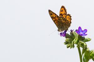 The wall brown butterfly (Lasiommata megera)