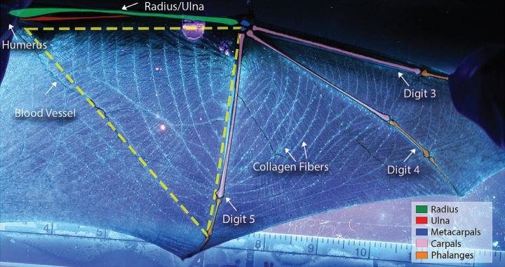 A closer look at bats' wings