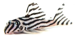 Critically endangered catfish