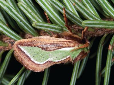 <i>Parasa pygmy</i>