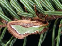 <i>Parasa pygmy</i>
