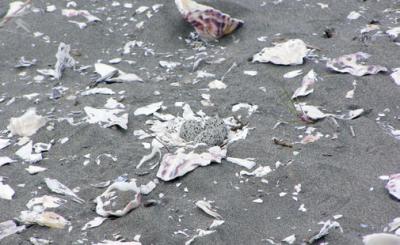 Western Snowy Plover Nest