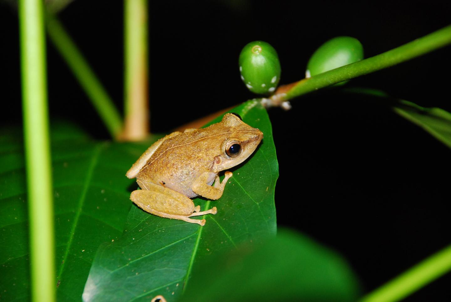 Coqui Frog