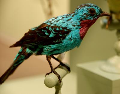 Spangled Cotinga