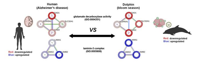 Comparative Alzheimer's pathways in humans and dolphins