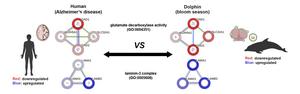 Comparative Alzheimer's pathways in humans and dolphins