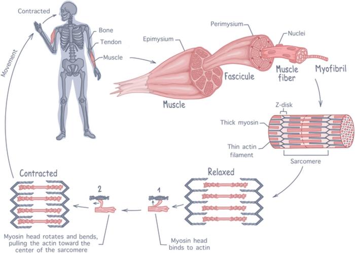 Anatomy of skeletal muscle tissue, illustrating the hierarchical structure from whole muscle down to sarcomeres