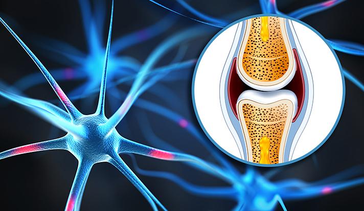 Of Brains and Bones: How Hunger Neurons Control Bone Mass
