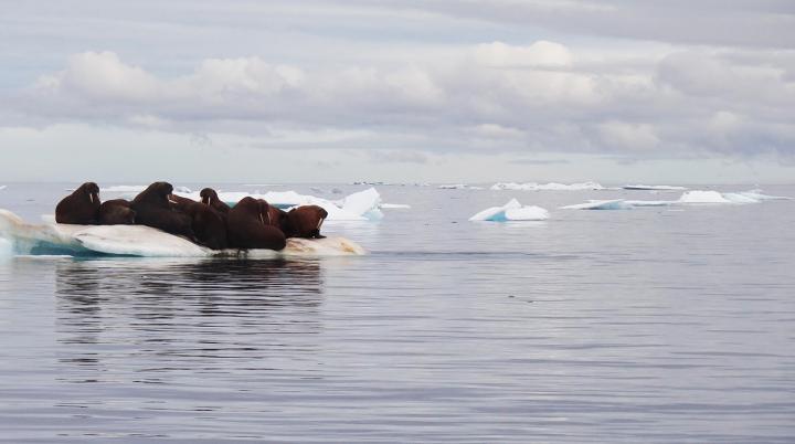 Walruses on a Block of Ice