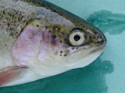 A Healthy Salmon's Eye