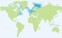 Atlantic Cod Distributed Widely