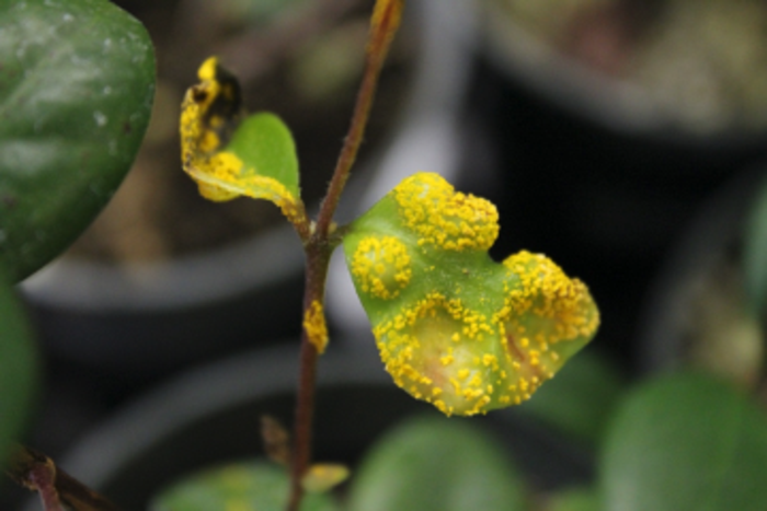 Myrtle rust on the leaves of Eugenia koolauensis