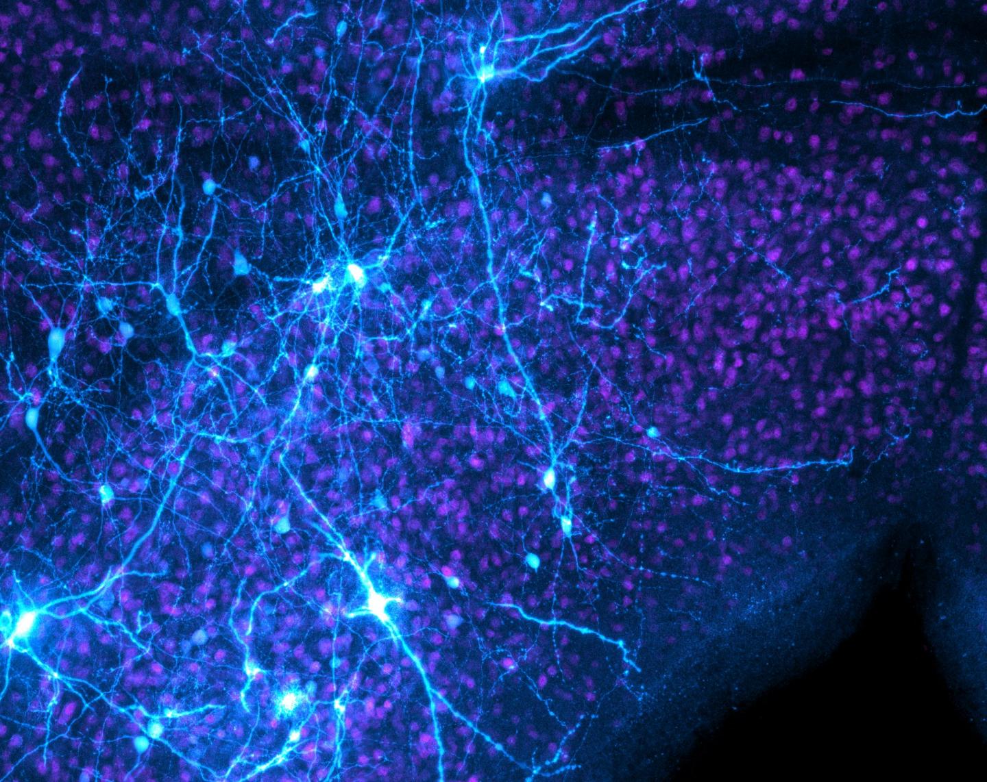 Escape Decision Neurons 