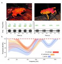 Pumpkin Frogs