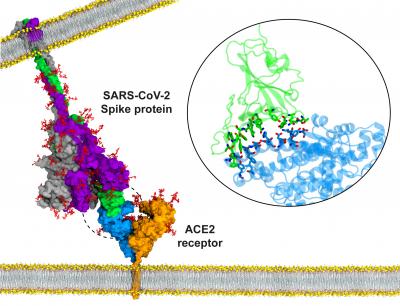 Atomic model for binding of the SARS-CoV-2 S protein to the ACE2 receptor on the host cell membrane