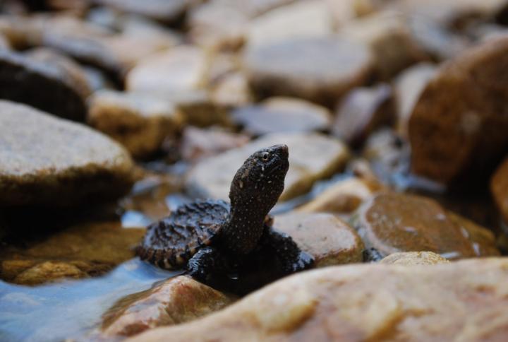 Baby Snapping Turtle