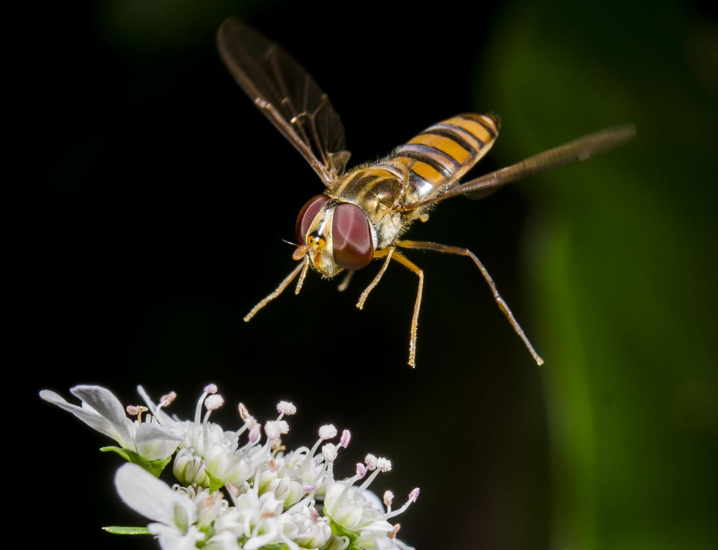 Study Suggests Bees Aren't the Be All and End All for Crop Pollination