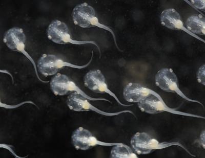 <i>Xenopus</i> Tadpoles