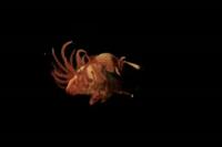 Virtual Dissection