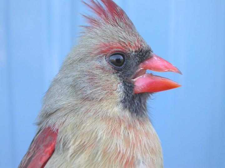 Female Cardinal