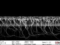 Cross-Section of the Solar Cell in an Electron Microscope Image