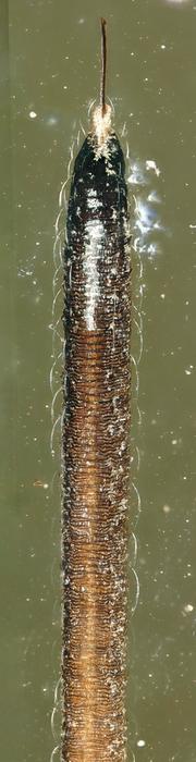Details of the specialized proboscis in Neazoniidae