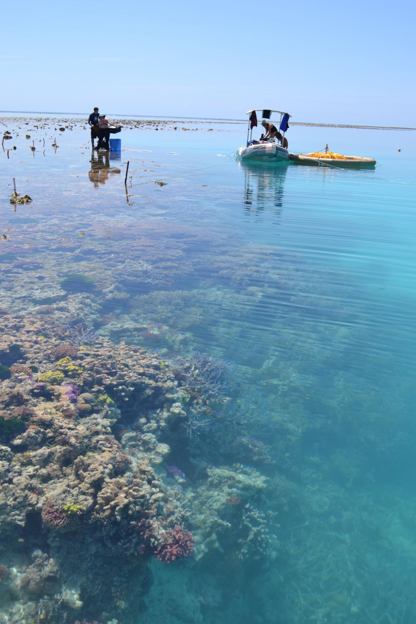 Reef Fieldwork