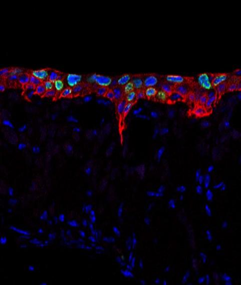 Olfactory Tissue