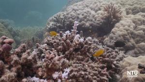 NTU Singapore scientists develop cooling sunscreen from pollen