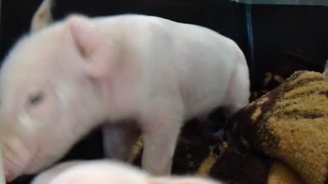 Shaking Piglets 2